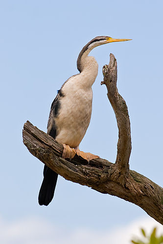 Australasian darter